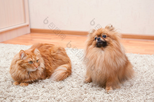 波<strong>狗</strong>和红色的<strong>猫</strong>坐在地毯上