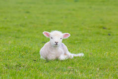 小可爱的小羊在农场的草地上玩耍