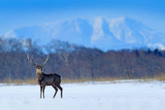 北海道梅花鹿，日本鹿，在雪域草地上，冬季山脉和森林中