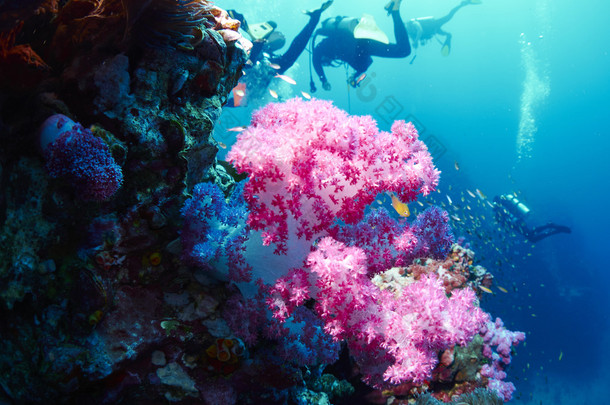 软珊瑚与潜水者