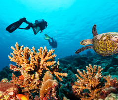 水肺潜水探索珊瑚礁