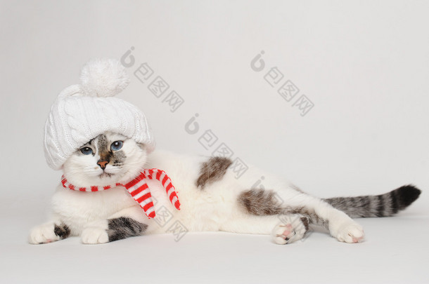 与上的绒球，围巾，戴着白帽子的猫
