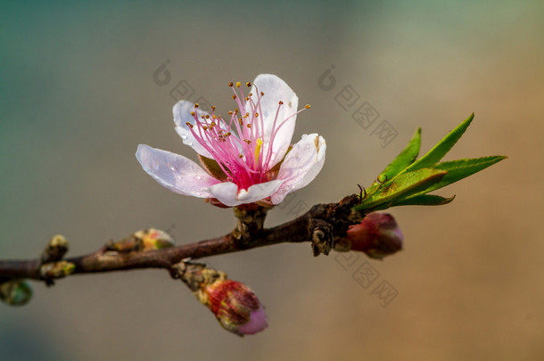 山区桃花的<strong>特写镜头</strong>