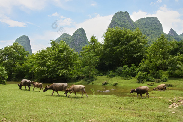 在中国的美丽风景的牛群牧场