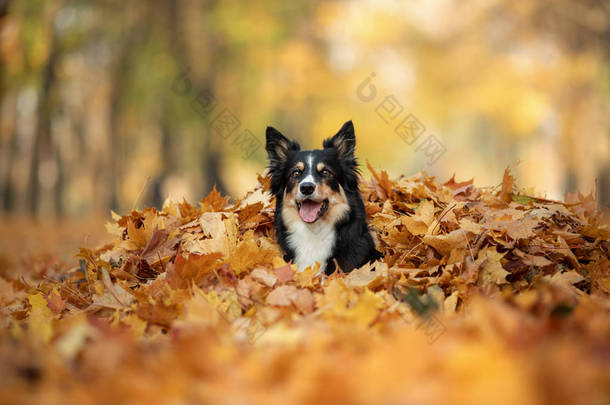 秋天在公园里，狗在黄草丛中。宠物散步。三色边框科利