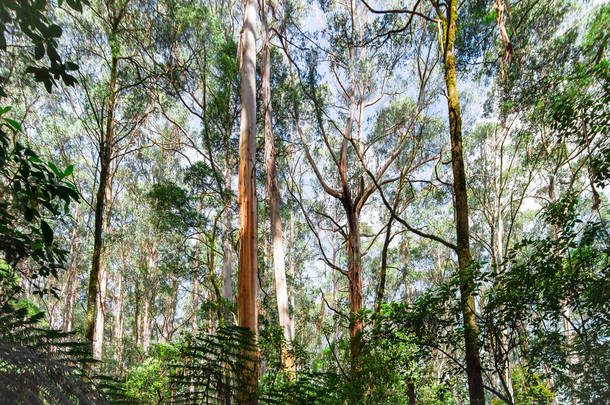 澳大利亚维多利亚大奥特韦国家公园的桉树林.
