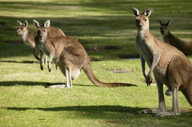 gömmer sig i gräset澳大利亚袋鼠