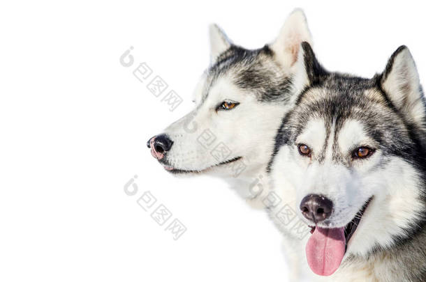 两只西伯利亚的<strong>哈士奇</strong>狗四处寻找。关闭<strong>哈士奇</strong>品种的肖像。丈夫的狗有黑色和白色的毛皮颜色。隔离的白色背景。复制空间.