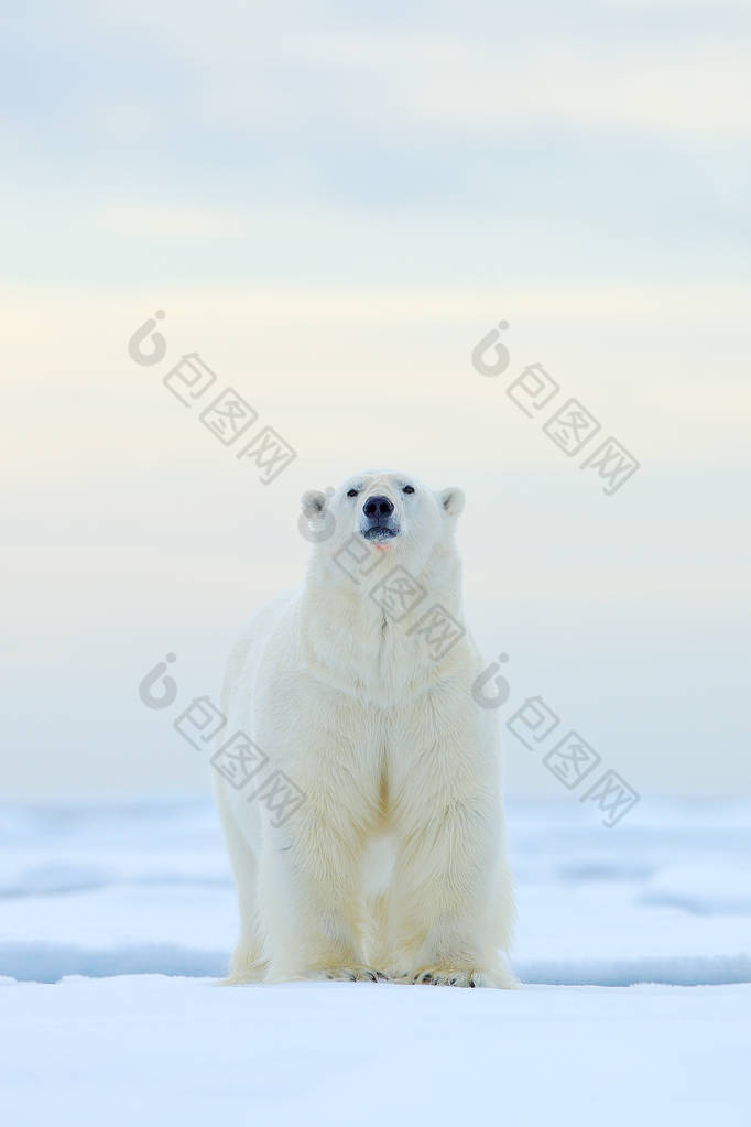 北极熊在漂流冰边缘与雪和水在挪威海。在大自然栖息地的白色动物, 欧洲。大自然的野生动物场景。危险的熊走在冰上, 美丽的黄昏天空.