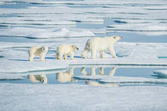 北极熊, 北极北部食肉动物。自然栖息地中的北极熊.