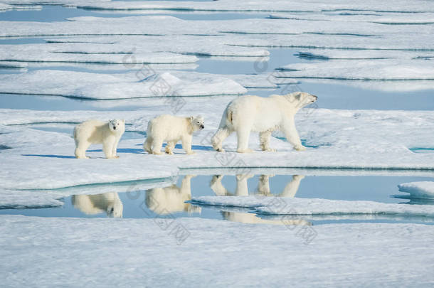 北极熊, 北极北部食肉动物。自然栖息地中的北极熊.