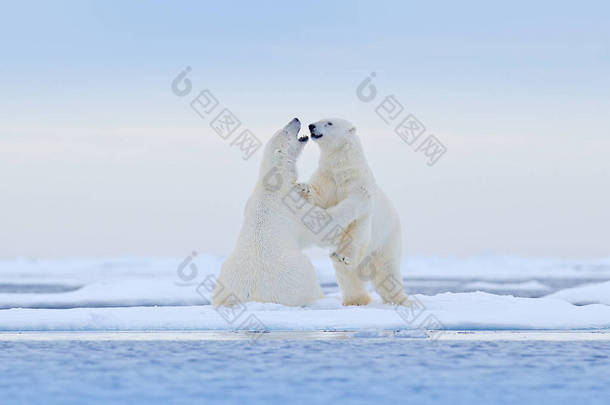 北极熊在冰上跳舞。挪威斯瓦尔巴, 两个北极熊在与雪漂流的冰上充满了爱, 在自然栖息地有白色的动物。在雪地里玩耍的动物, 北极的野生动物。来自大自然的有趣形象.