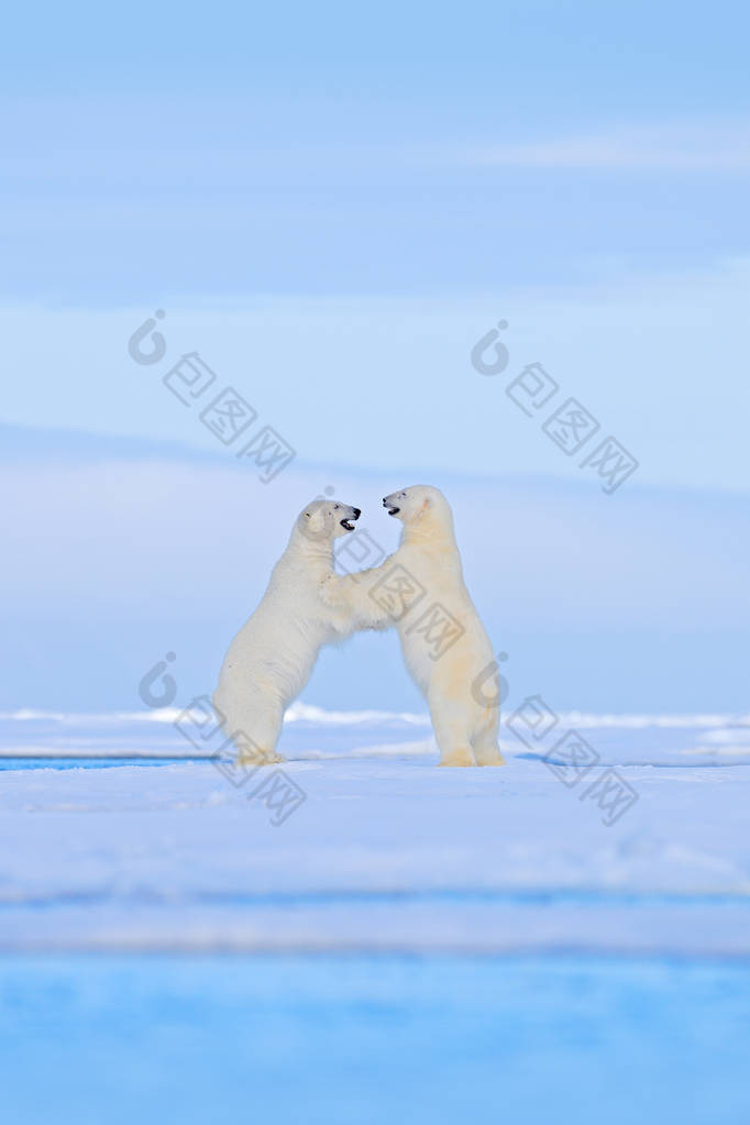 北极熊在冰上跳舞。两只熊喜欢在漂流的冰上与雪，白色动物在自然栖息地，斯瓦尔巴德，挪威。动物在雪地里玩耍，北极野生动物。有趣的图像在自然界.