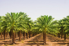 油棕榈种植园的意见