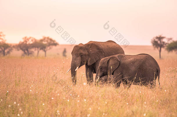 非洲大象夫妇在塞伦盖蒂的萨凡纳日落。坦桑尼亚塞伦盖蒂国家公园平原上的金合欢树。非洲野生动物野生动物园之旅.