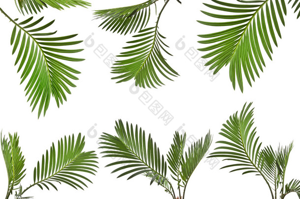 白色背景的棕榈树叶子
