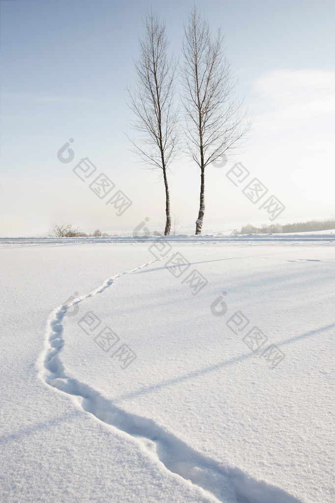 冬季雪景中的树木