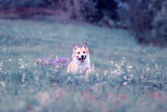  可爱的可爱的小狗科吉欢快地运行在开花的莱拉