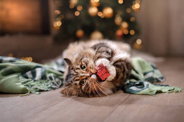禁忌和快乐的猫。2017年圣诞季、新年、假日和庆祝活动