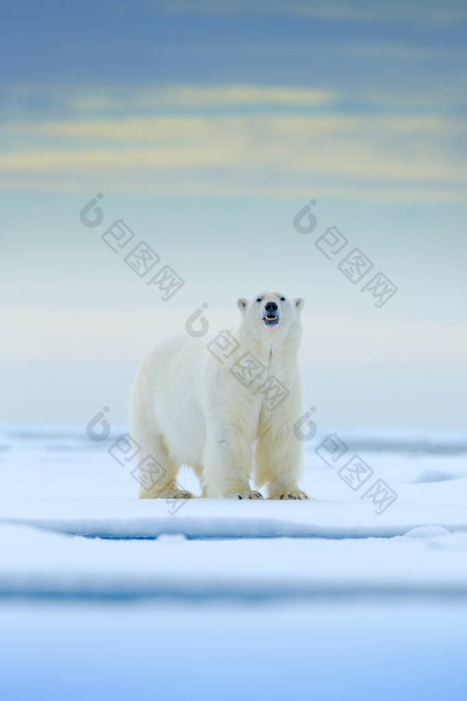 北极熊在漂流冰边缘与雪和水在挪威海。在大自然栖息地的白色动物, 欧洲。大自然的野生动物场景。危险的熊走在冰上, 美丽的黄昏天空.