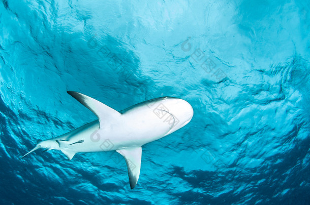 鲨鱼潜水巴哈马
