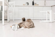 可爱和灰色的猫躺在地板上, 并期待在凌乱的厨房
