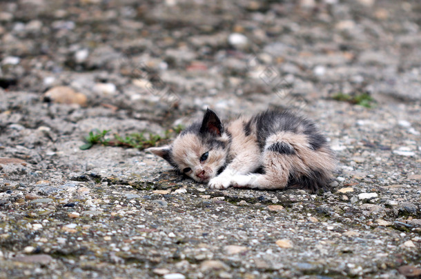 被遗弃的小猫躺在地上 