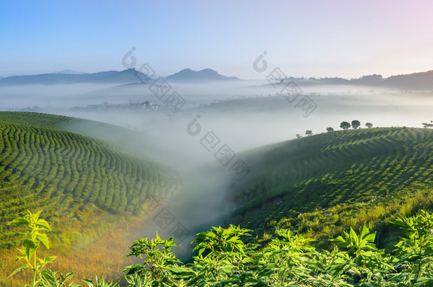 上午是茶叶种植园