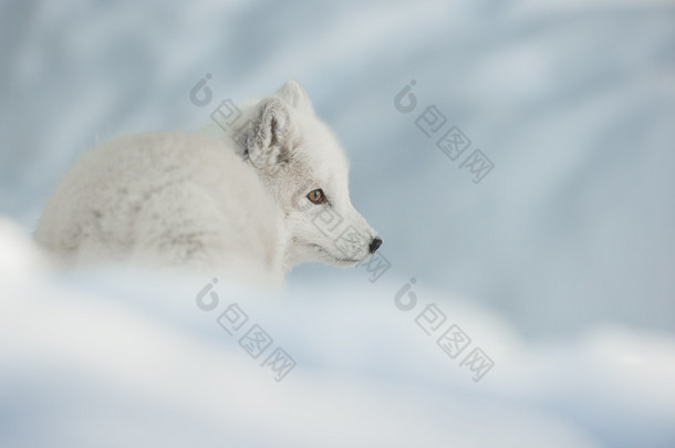 北极狐狸在雪中.