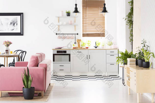 真实照片的开放式空间厨房内部与棋盘地板, 窗口与木帘, 粉红色天鹅绒沙发和许多新鲜植物