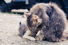 小猫流浪可爱的宠物。国内小猫.