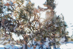 松树枝覆盖着洁白的雪和冰.
