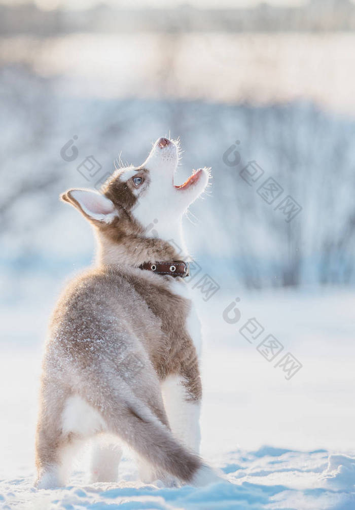 可爱的哈士奇小狗在雪中玩耍的冬天