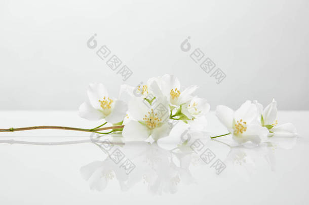 白色表面上的新鲜和天然茉莉花