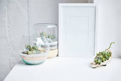 绿色多汁的花盆和贝壳附近的空相框在白色表面，家居装饰