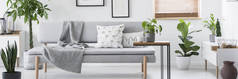 灰色休息室与毯子和枕头站立在真正相片白色客厅内部与新鲜的植物