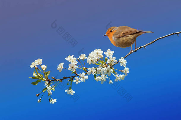 美丽的小鸟罗宾坐在<strong>五月</strong>春天的花园樱花的分支在蓝天<strong>背景</strong>
