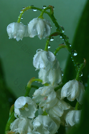 山谷的百合花花图片