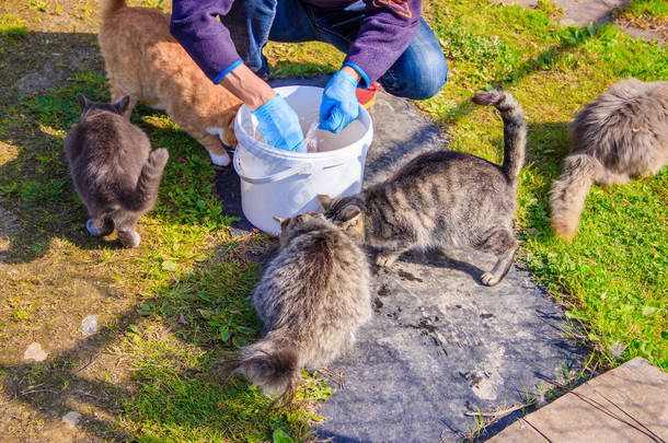 喂家猫。 很多猫。 <strong>干净整洁的</strong>猫在草地上吃草。 宠物.