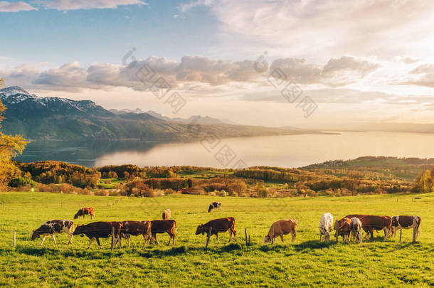 许多年轻的奶牛在<strong>高山</strong>牧场上放牧，背景是<strong>瑞士</strong>日内瓦湖的壮丽景色