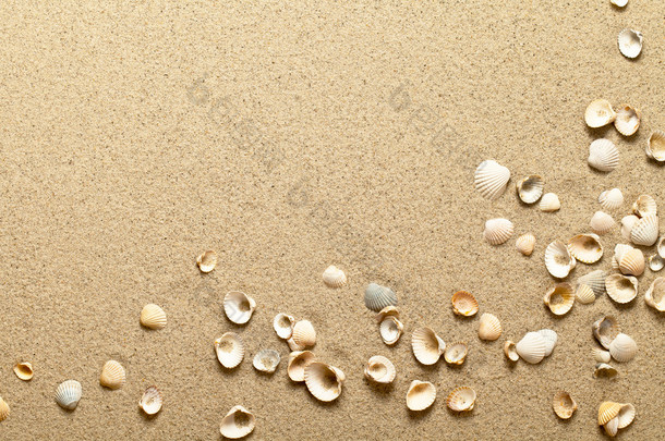 在沙滩上的贝壳
