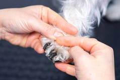 在诊所里切割微型雪纳的指甲的兽医