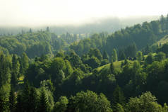 高空冷杉林。在清晨的第一个小时被云层覆盖的山上的冷杉森林.