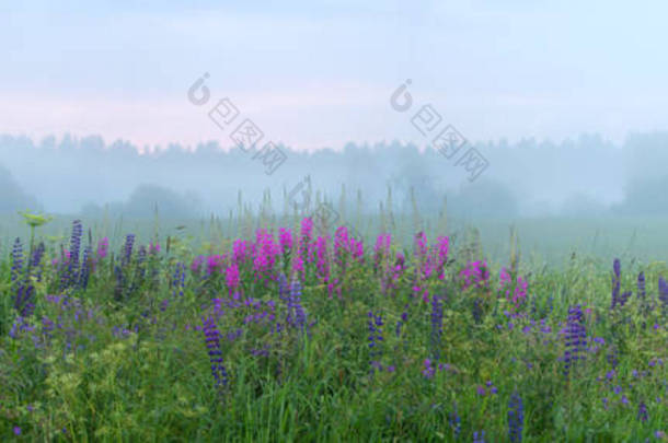 草原的全景与雾在农村地方。野生草地上的紫色花朵。在地平线上的森林地带。黄昏日落。夏季季节.