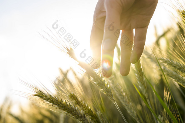 农夫手触摸小麦的耳朵