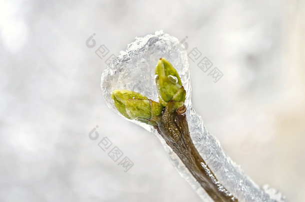 芽的冻结在冰中的树