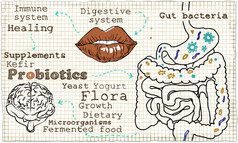 关于消化系统和益生菌的插图