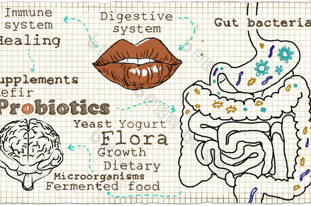 关于消化系统和益生菌的插图