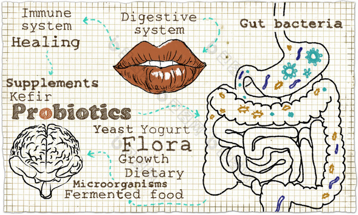 关于消化系统和益生菌的插图
