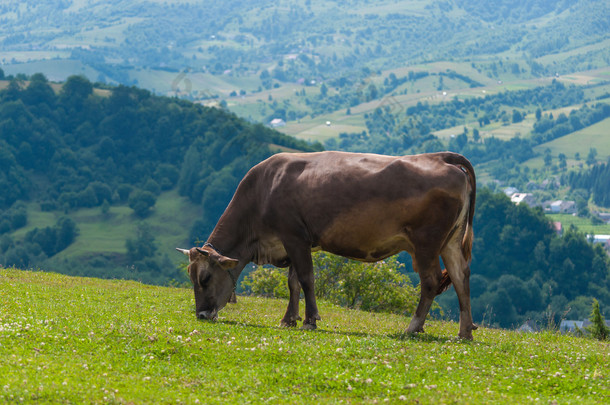 那头牛在一片绿地上吃草.